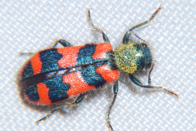 Trichodes alvearius